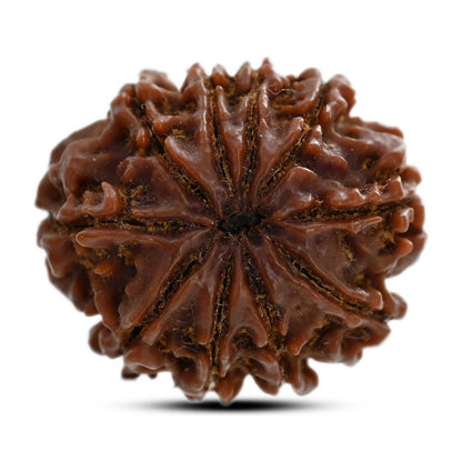 10 Mukhi Rudraksha (Nepal) 25.10 M.M.
