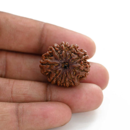 10 Mukhi Rudraksha (Nepal) 25.10 M.M.
