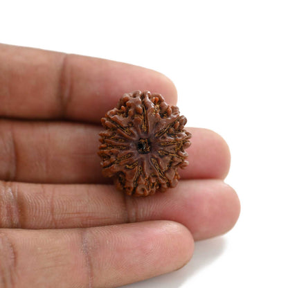 10 Mukhi Rudraksha (Nepal) 25.10 M.M.