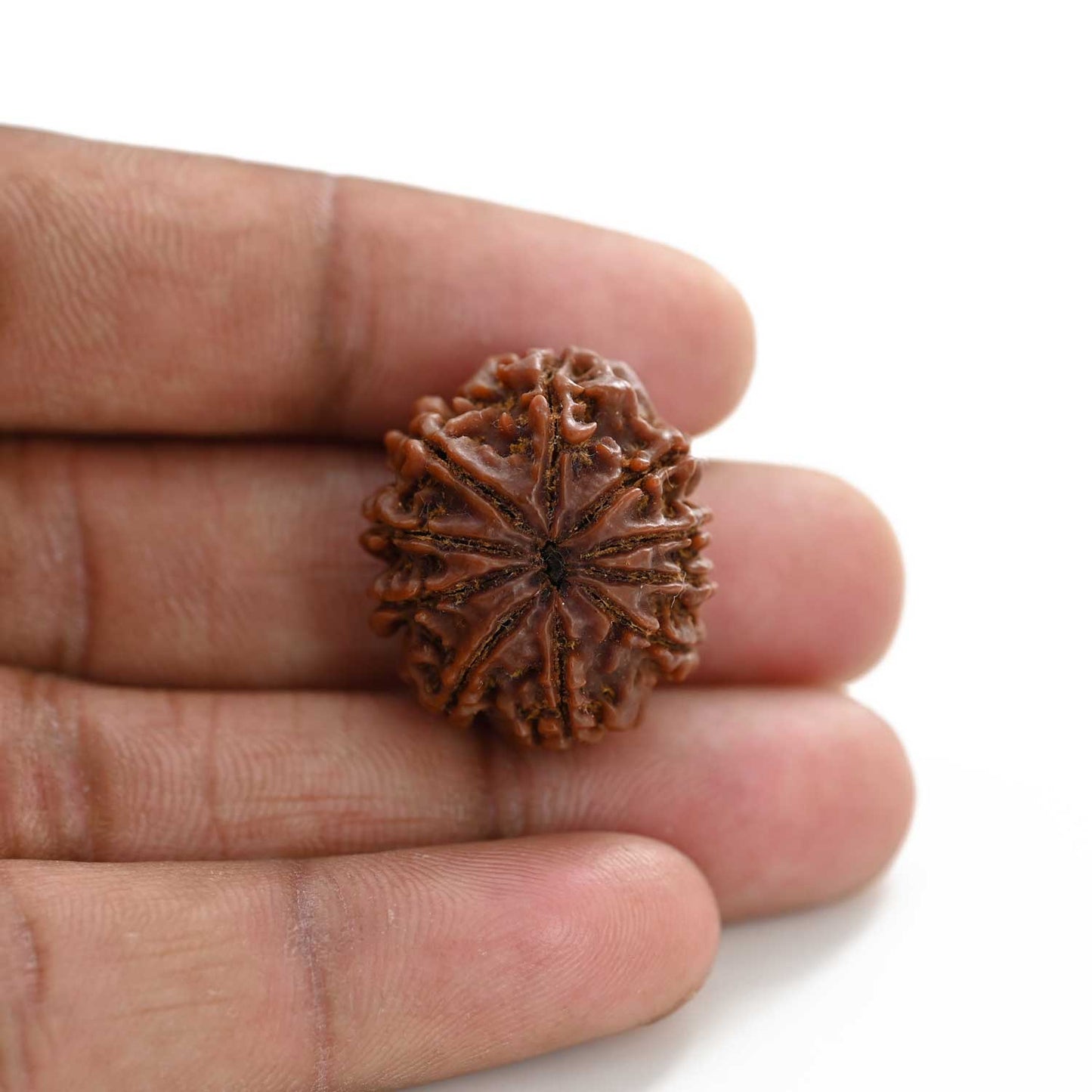 10 Mukhi Rudraksha (Nepal) 25.10 M.M.