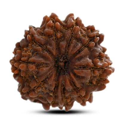 10 Mukhi Rudraksha (Nepal) 25.22 M.M.