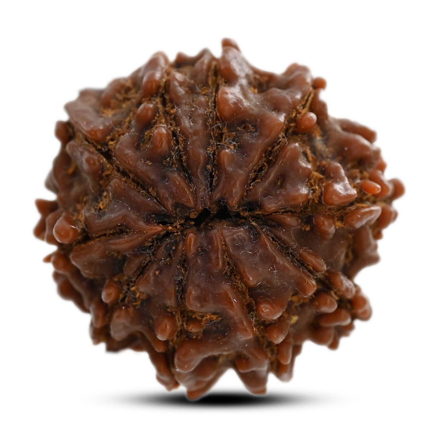 10 Mukhi Rudraksha (Nepal) 25.22 M.M.