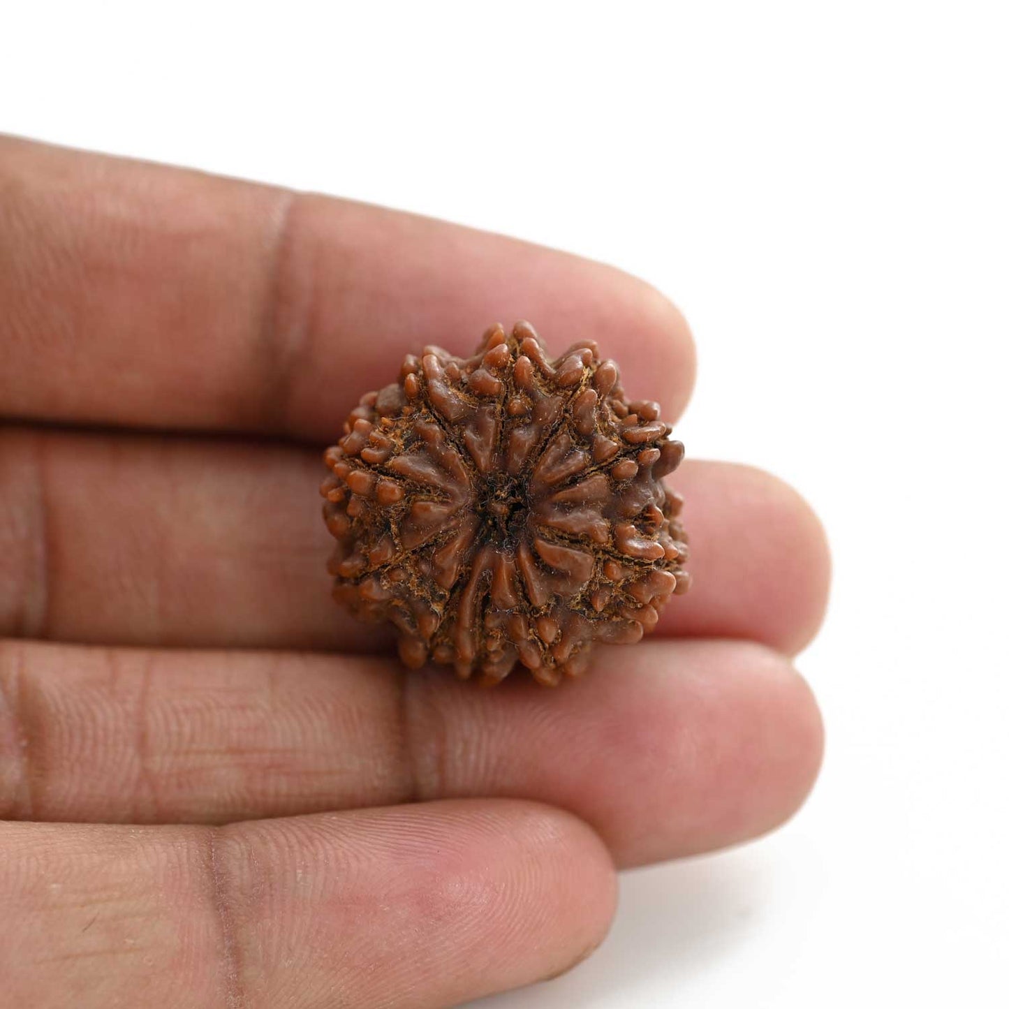 10 Mukhi Rudraksha (Nepal) 25.22 M.M.
