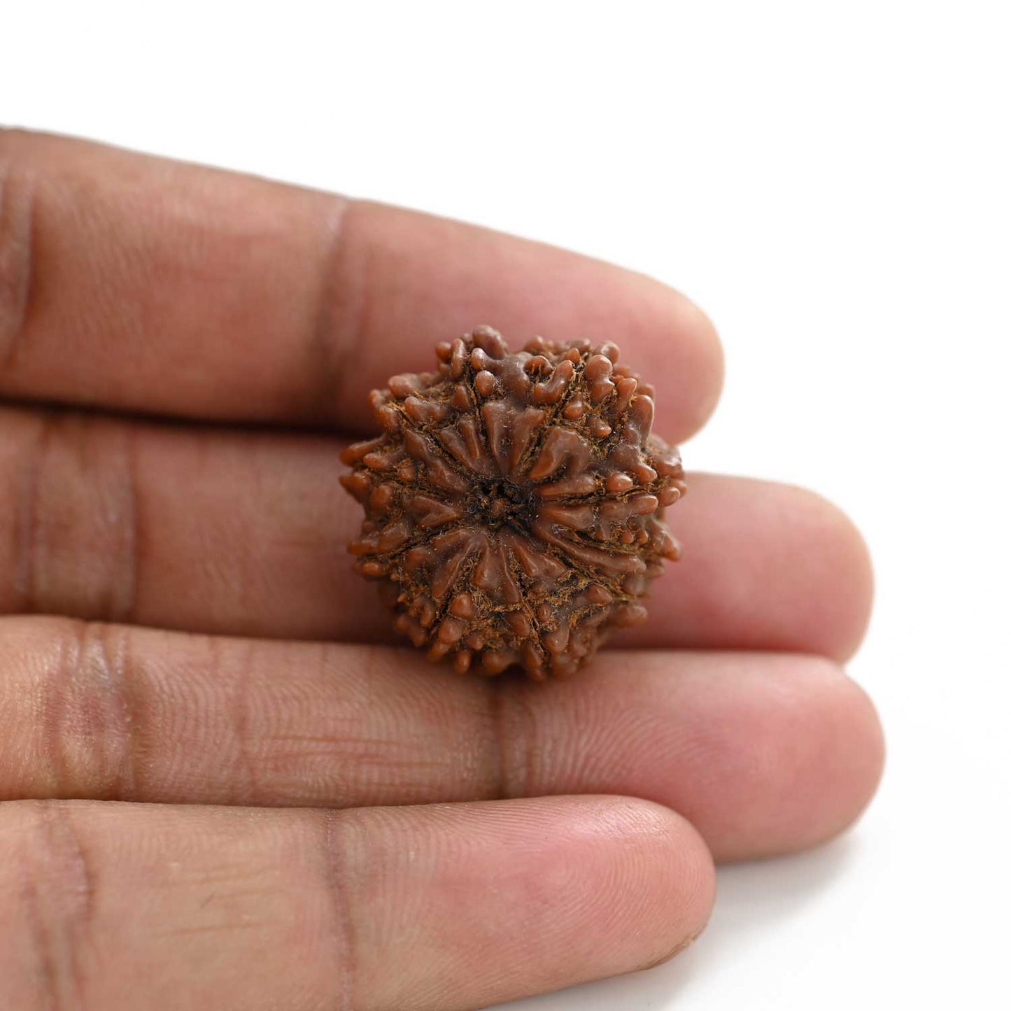 10 Mukhi Rudraksha (Nepal) 25.22 M.M.