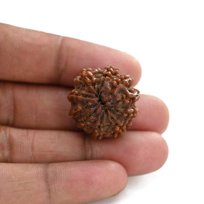 10 Mukhi Rudraksha (Nepal) 25.22 M.M.