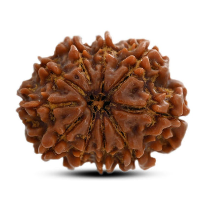 10 Mukhi Rudraksha (Nepal) 26.75 M.M.