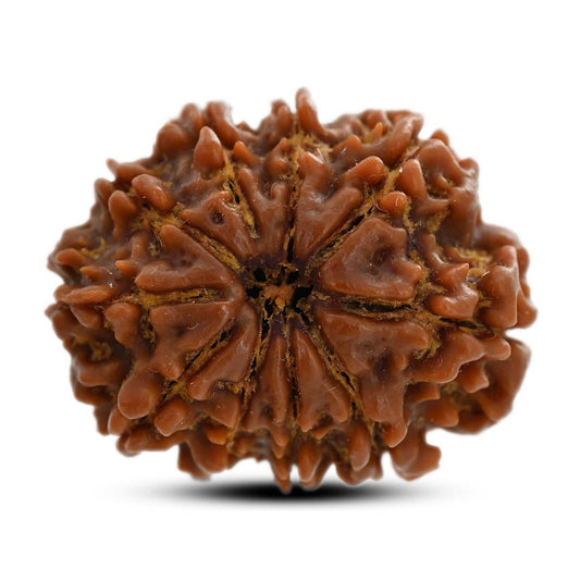10 Mukhi Rudraksha (Nepal) 26.75 M.M.
