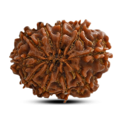 10 Mukhi Rudraksha (Nepal) 26.75 M.M.