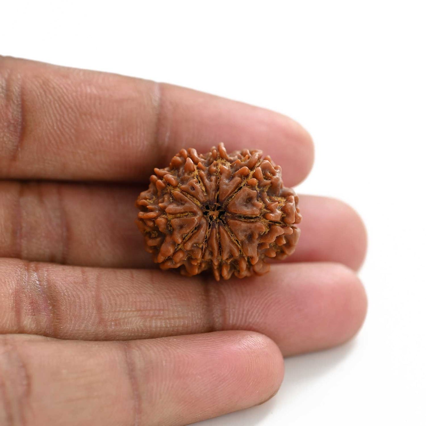 10 Mukhi Rudraksha (Nepal) 26.75 M.M.