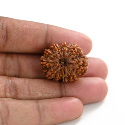 10 Mukhi Rudraksha (Nepal) 26.75 M.M.