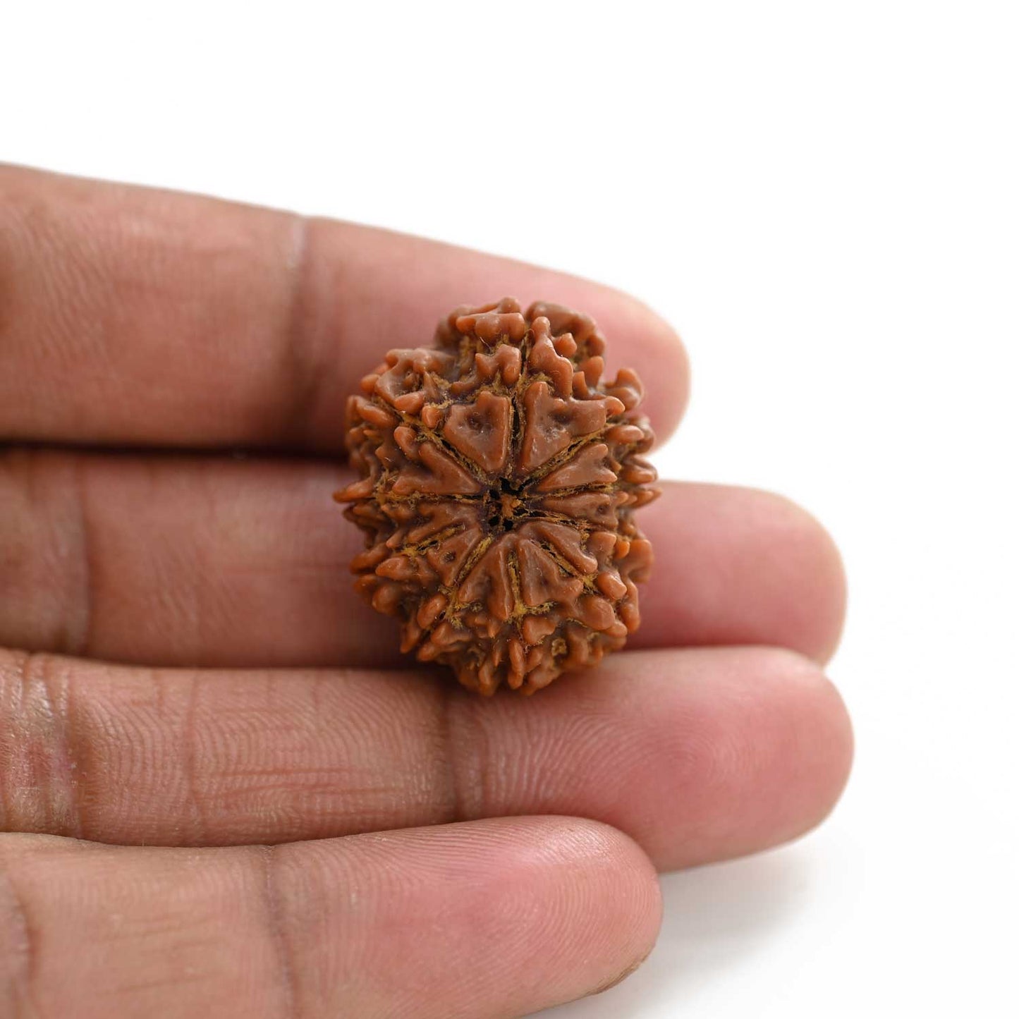 10 Mukhi Rudraksha (Nepal) 26.75 M.M.