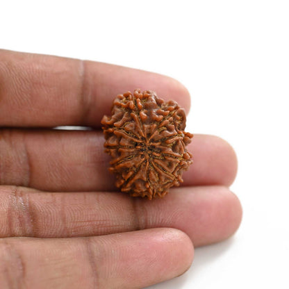10 Mukhi Rudraksha (Nepal) 26.75 M.M.