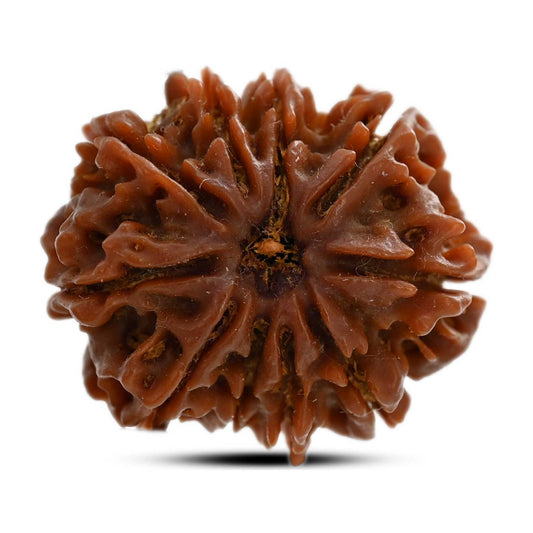 10 Mukhi Rudraksha (Nepal) 24.58 M.M.