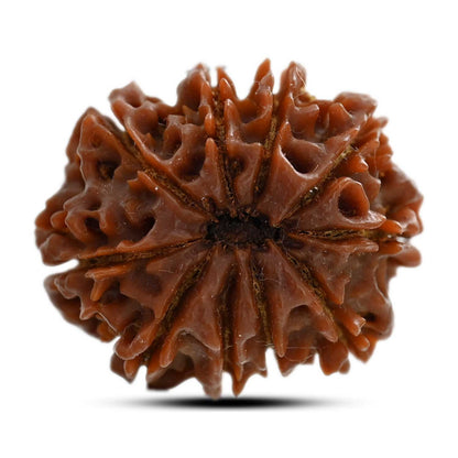 10 Mukhi Rudraksha (Nepal) 24.58 M.M.