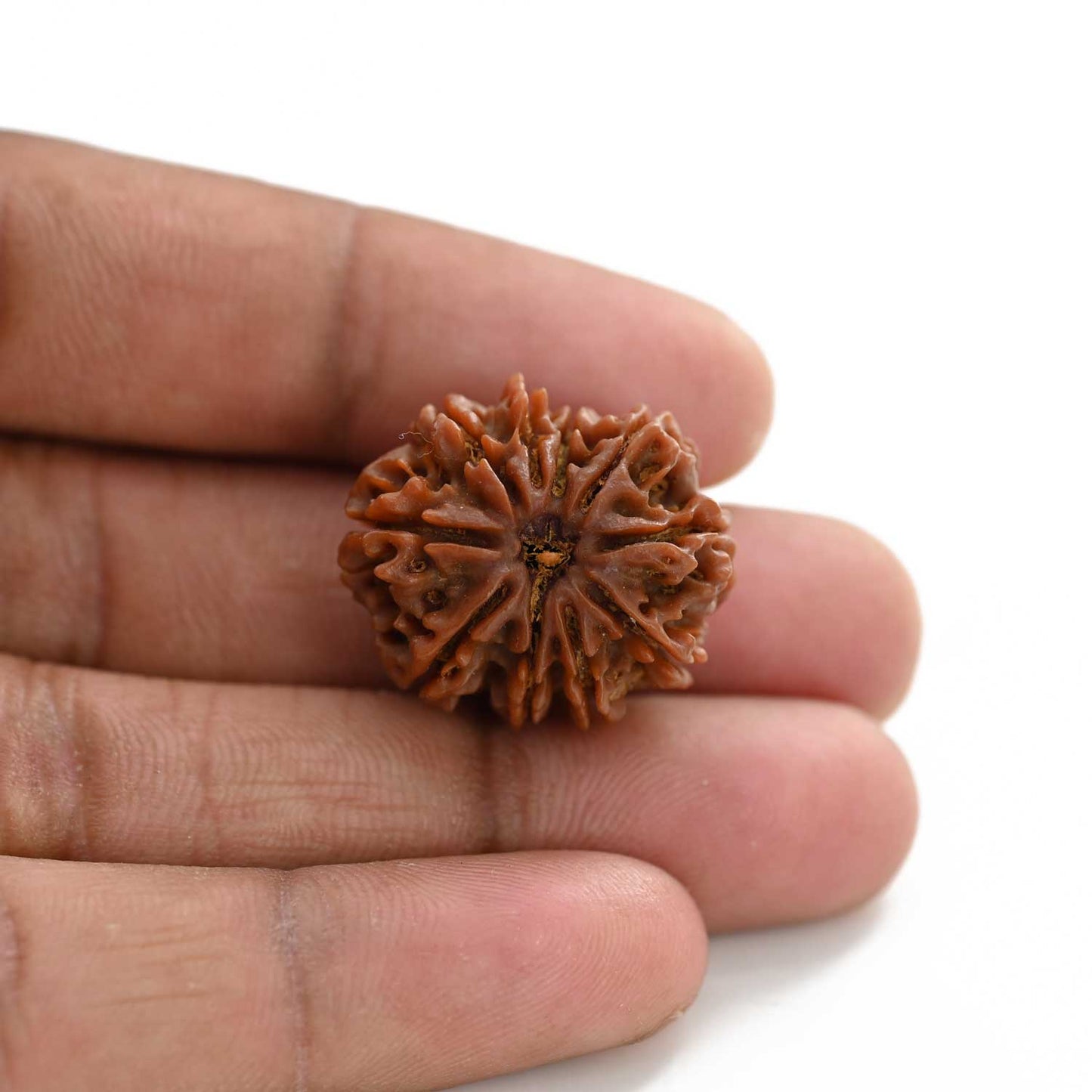 10 Mukhi Rudraksha (Nepal) 24.58 M.M.