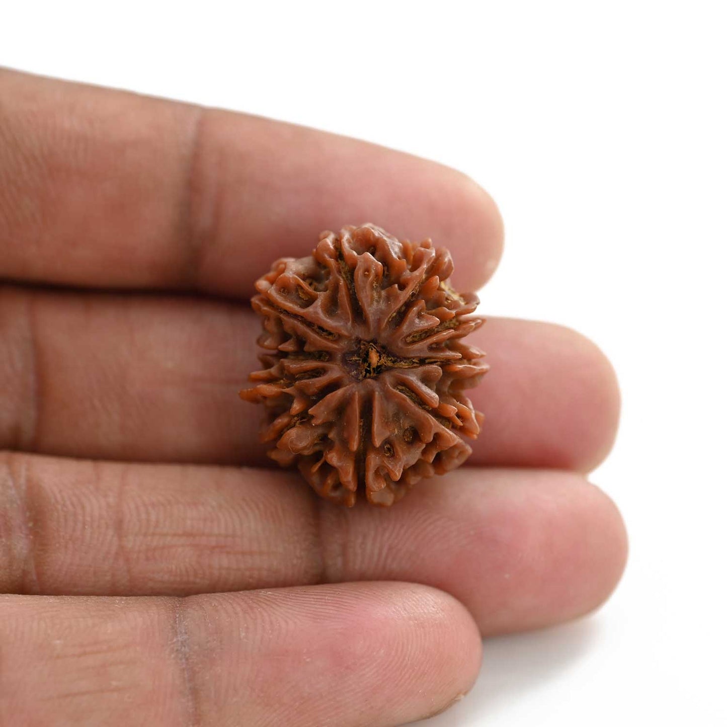 10 Mukhi Rudraksha (Nepal) 24.58 M.M.