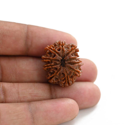 10 Mukhi Rudraksha (Nepal) 24.58 M.M.