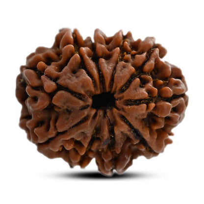 10 Mukhi Rudraksha (Nepal) 26.01 M.M.