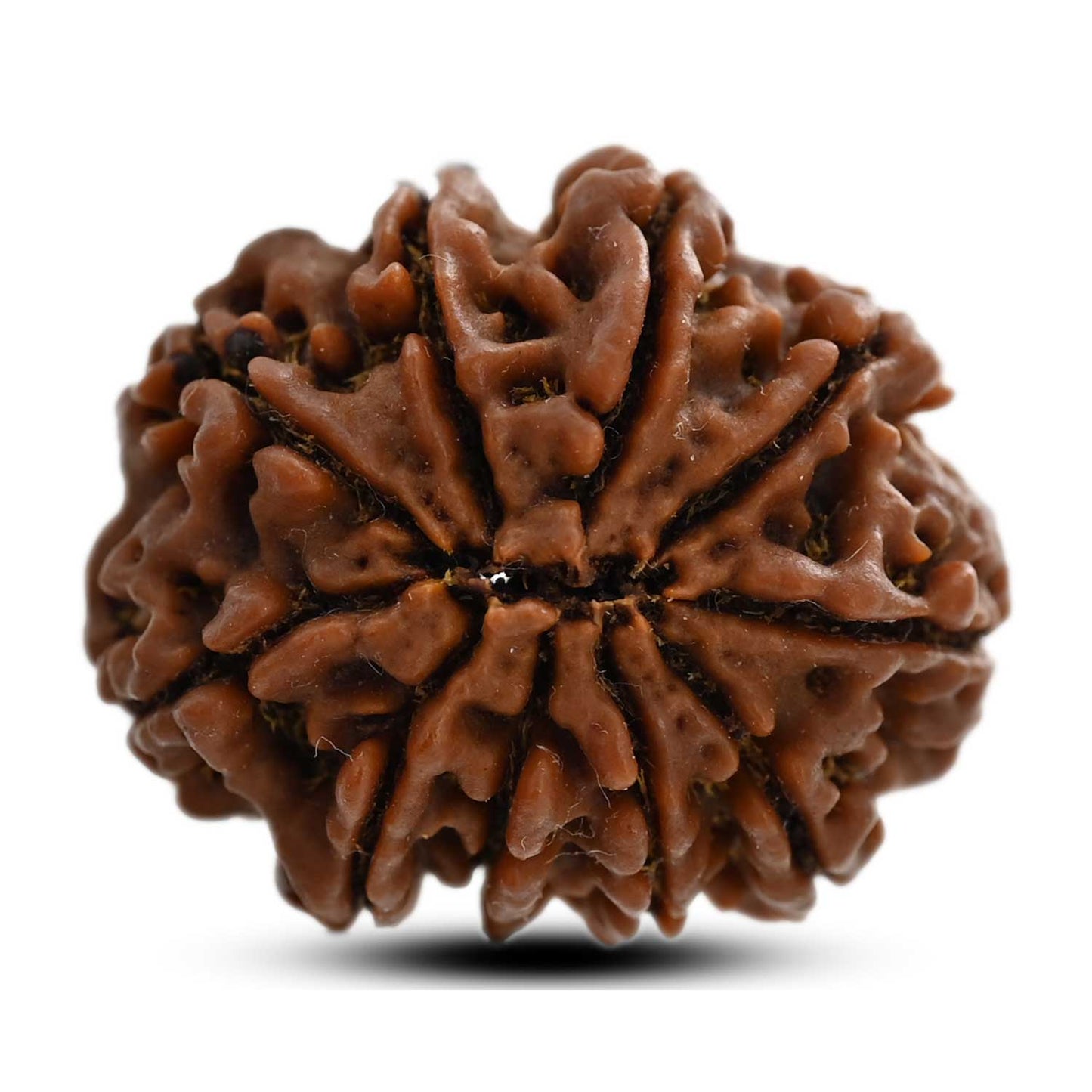 10 Mukhi Rudraksha (Nepal) 26.01 M.M.