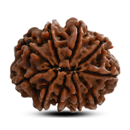 10 Mukhi Rudraksha (Nepal) 26.01 M.M.