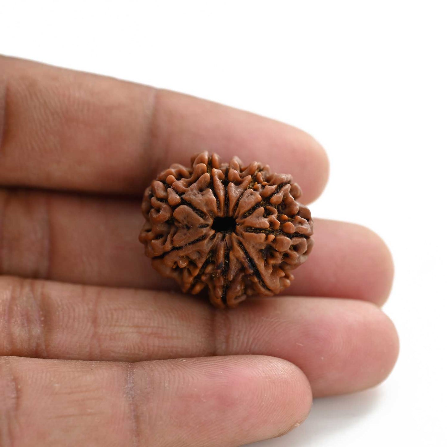 10 Mukhi Rudraksha (Nepal) 26.01 M.M.