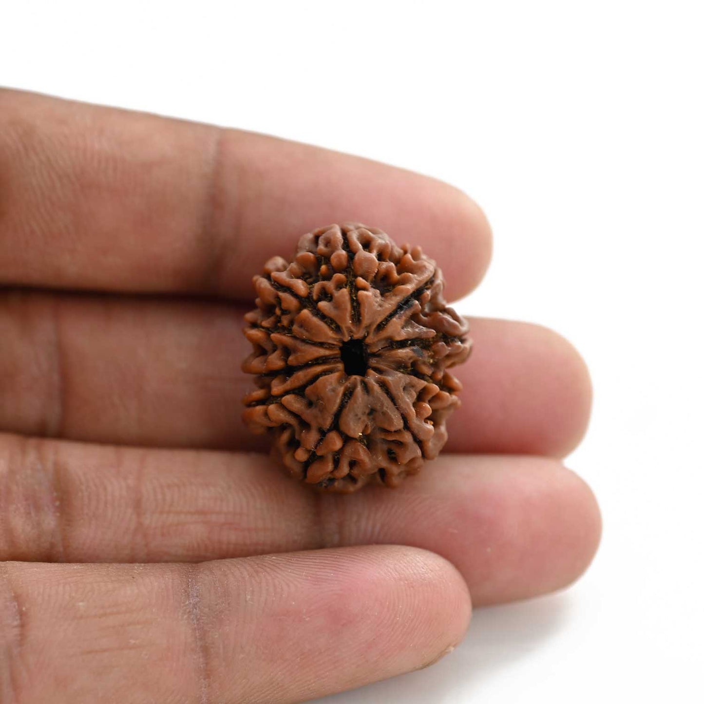 10 Mukhi Rudraksha (Nepal) 26.01 M.M.