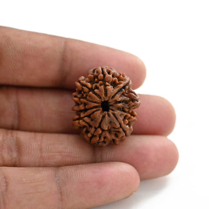 10 Mukhi Rudraksha (Nepal) 26.01 M.M.