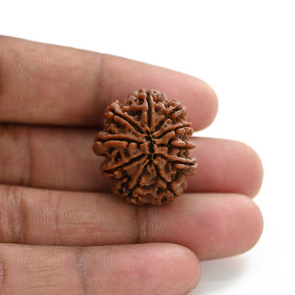 10 Mukhi Rudraksha (Nepal) 26.01 M.M.