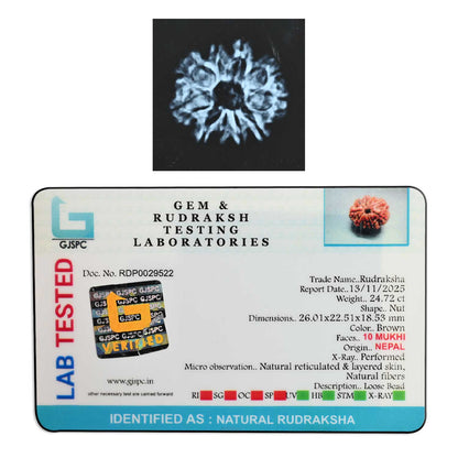 10 Mukhi Rudraksha (Nepal) 26.01 M.M.