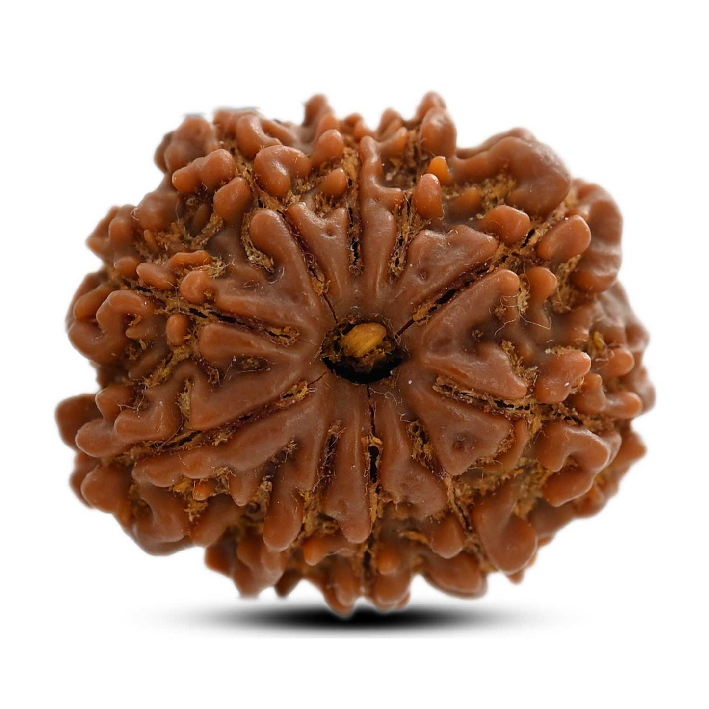 10 Mukhi Rudraksha (Nepal) 23.15 M.M.