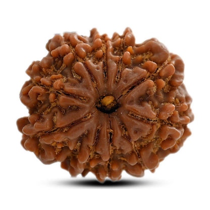 10 Mukhi Rudraksha (Nepal) 23.15 M.M.