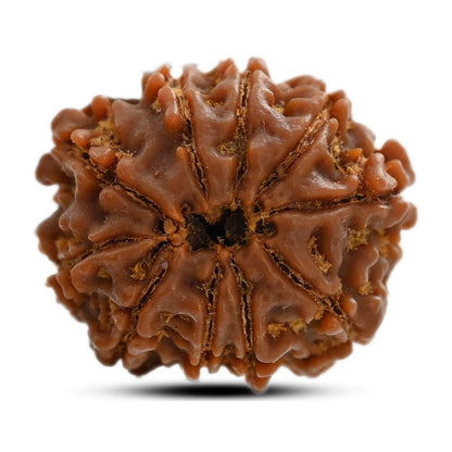 10 Mukhi Rudraksha (Nepal) 23.15 M.M.