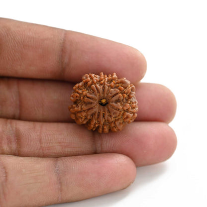 10 Mukhi Rudraksha (Nepal) 23.15 M.M.