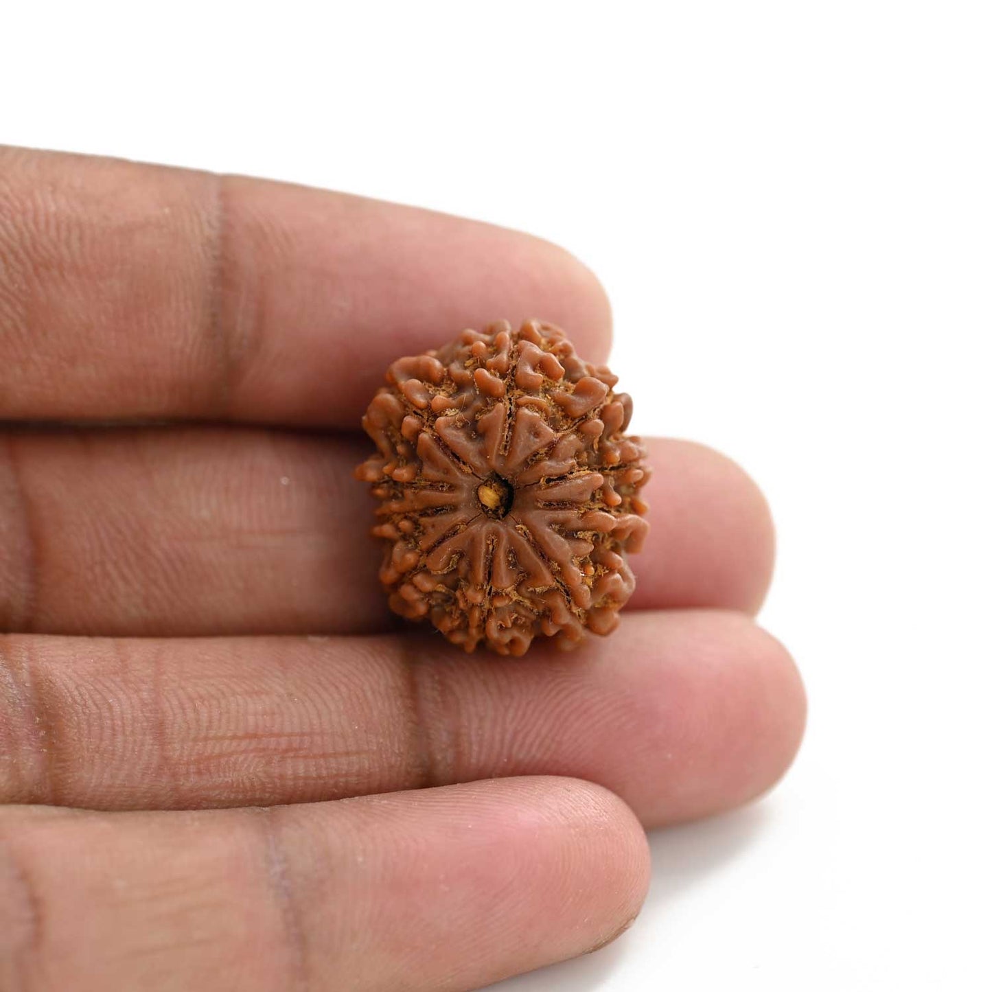 10 Mukhi Rudraksha (Nepal) 23.15 M.M.