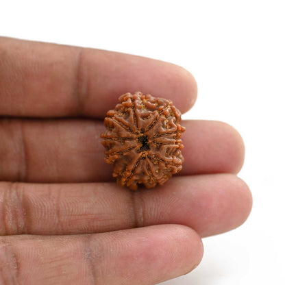 10 Mukhi Rudraksha (Nepal) 23.15 M.M.