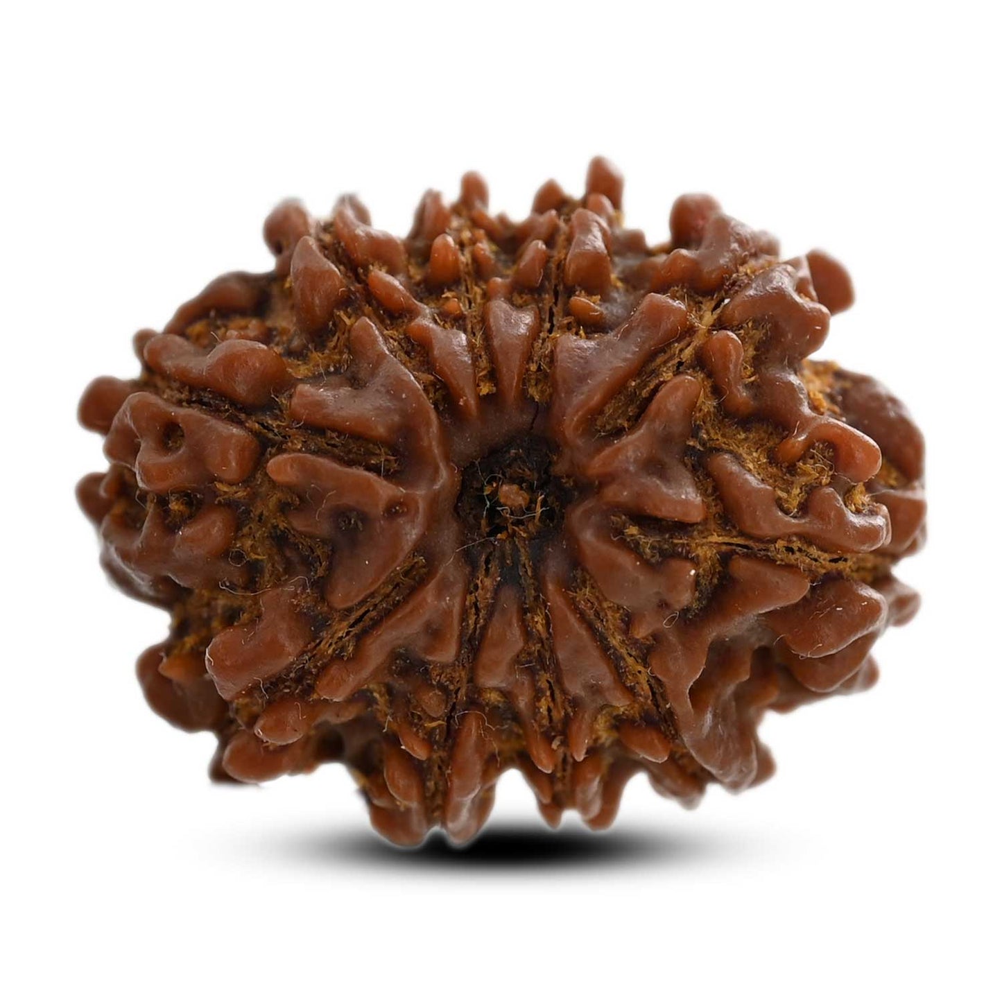 10 Mukhi Rudraksha (Nepal) 25.60 M.M.