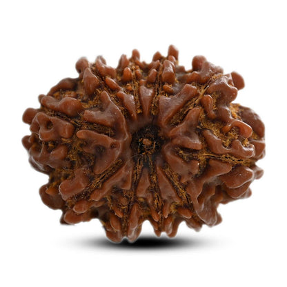 10 Mukhi Rudraksha (Nepal) 25.60 M.M.