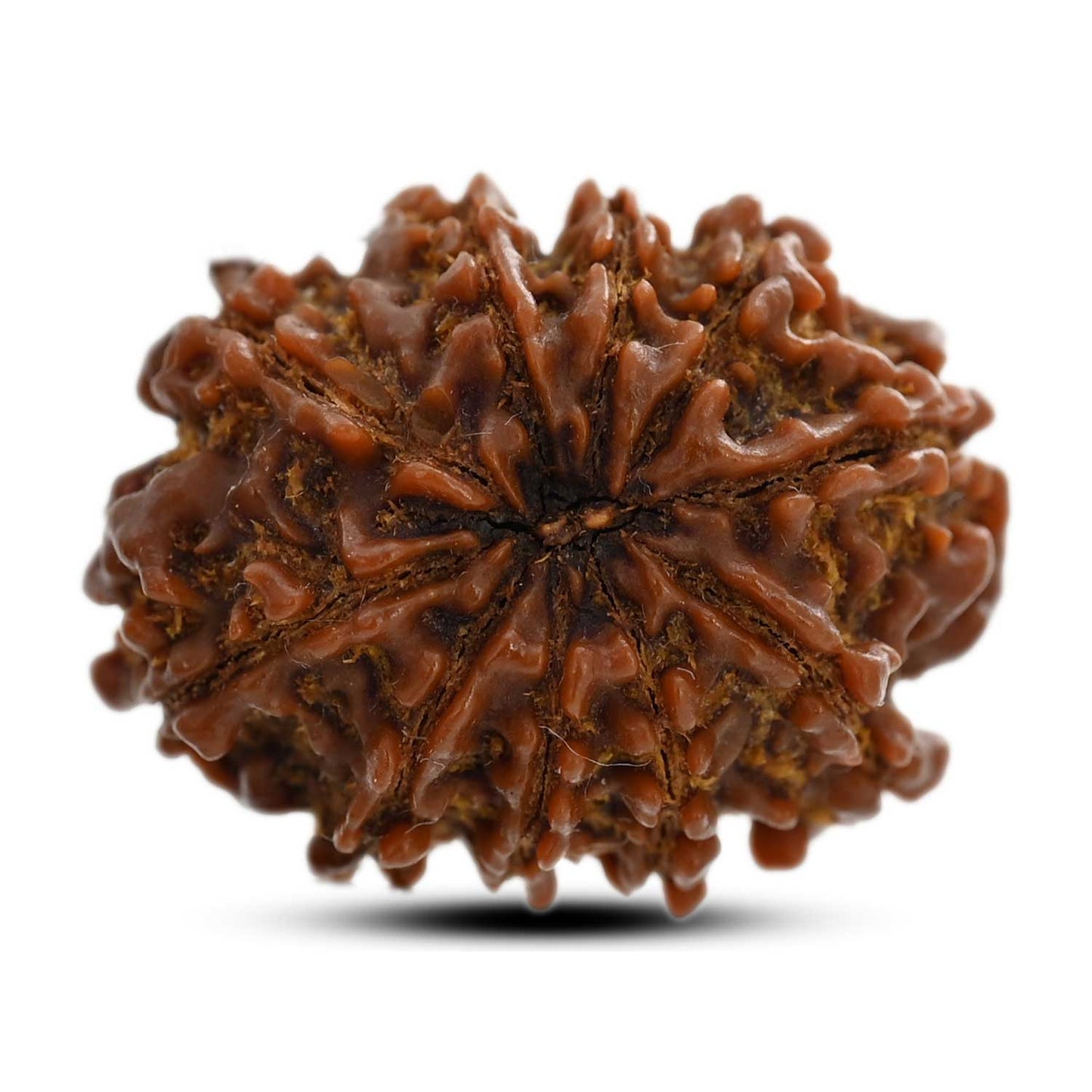 10 Mukhi Rudraksha (Nepal) 25.60 M.M.