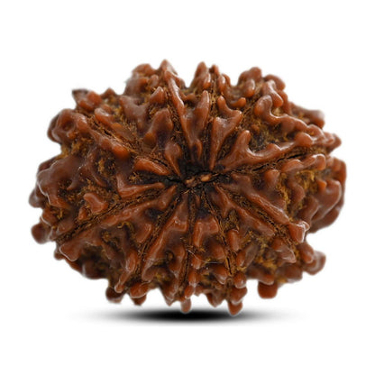 10 Mukhi Rudraksha (Nepal) 25.60 M.M.