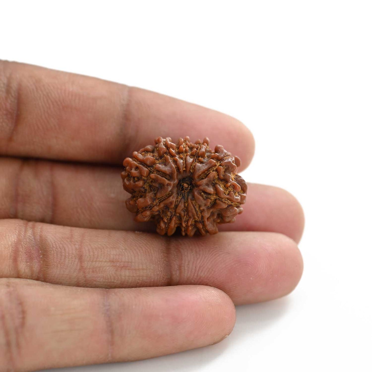 10 Mukhi Rudraksha (Nepal) 25.60 M.M.