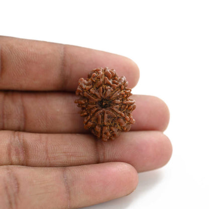 10 Mukhi Rudraksha (Nepal) 25.60 M.M.