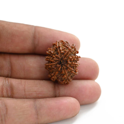 10 Mukhi Rudraksha (Nepal) 25.60 M.M.