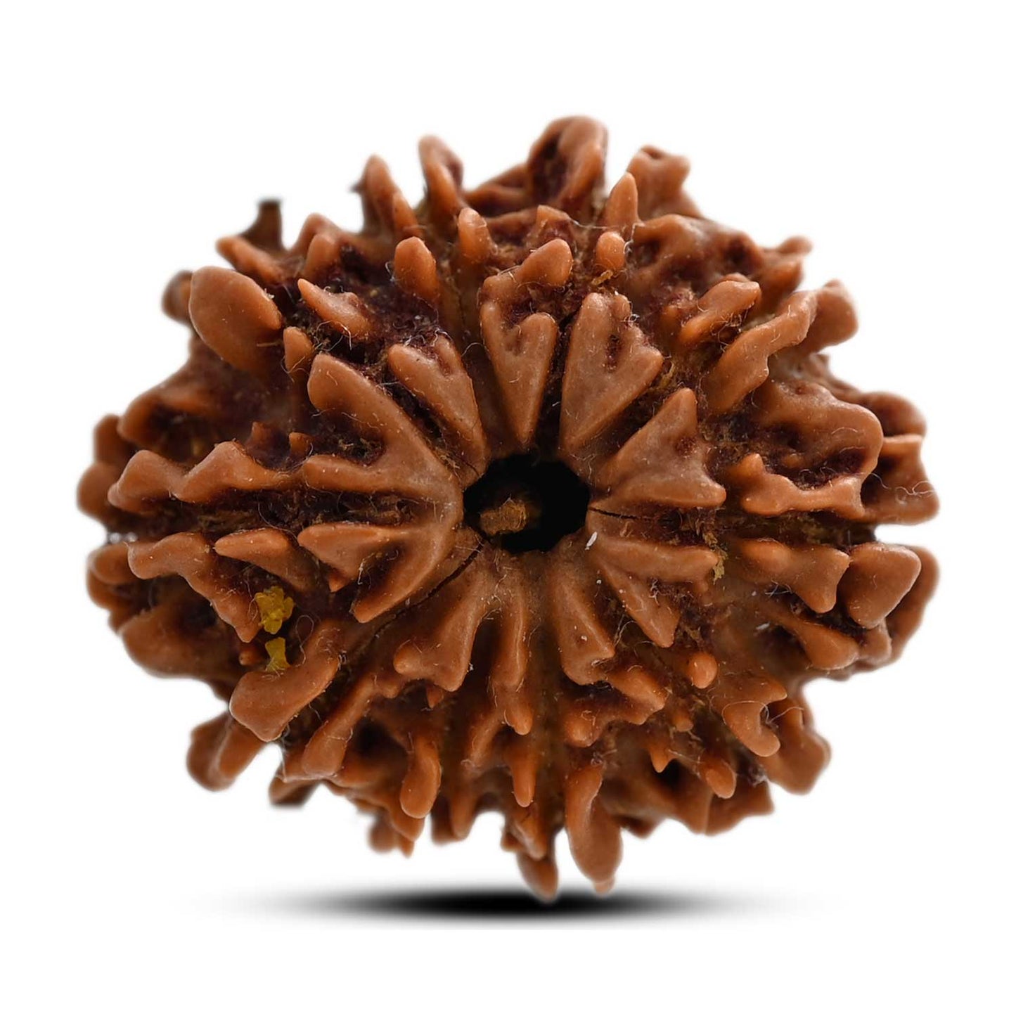 10 Mukhi Rudraksha (Nepal) 24.31 M.M.