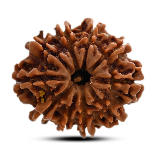 10 Mukhi Rudraksha (Nepal) 24.31 M.M.