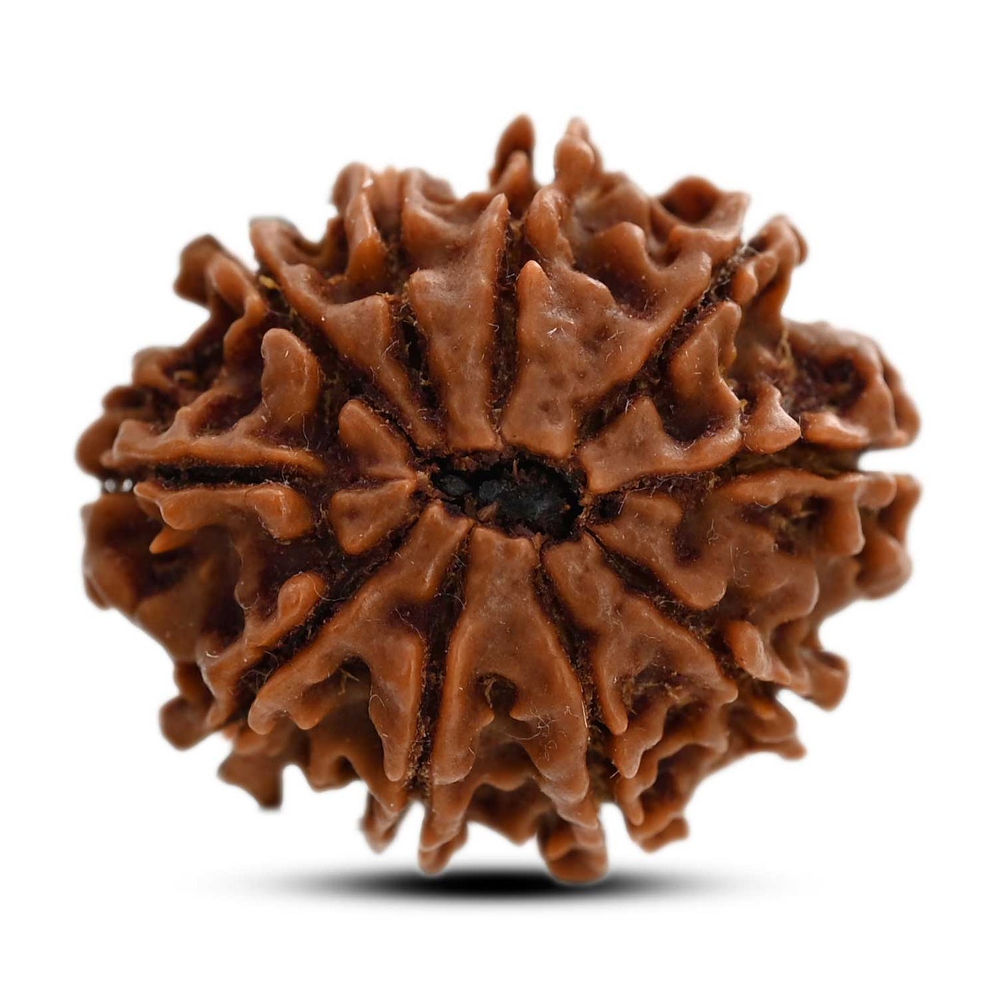 10 Mukhi Rudraksha (Nepal) 24.31 M.M.