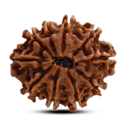 10 Mukhi Rudraksha (Nepal) 24.31 M.M.