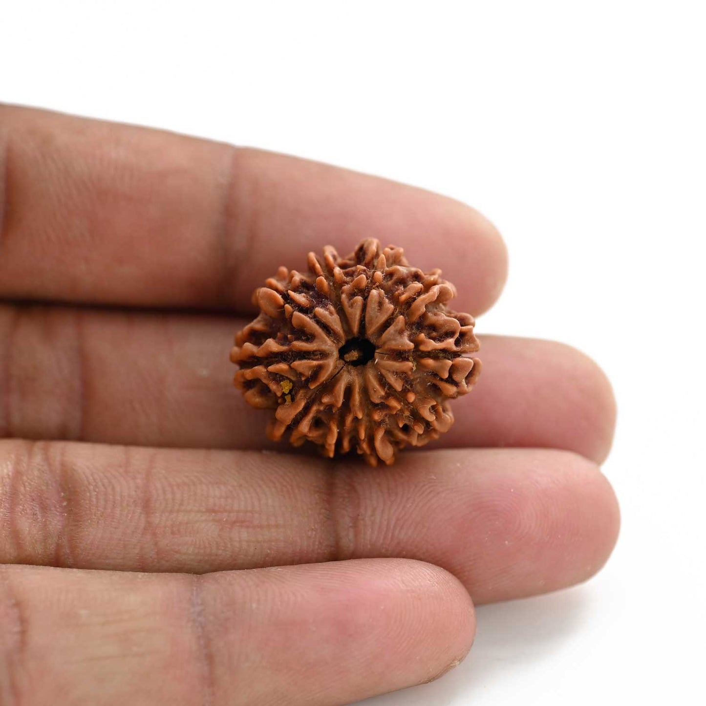 10 Mukhi Rudraksha (Nepal) 24.31 M.M.