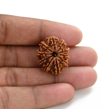 10 Mukhi Rudraksha (Nepal) 24.31 M.M.