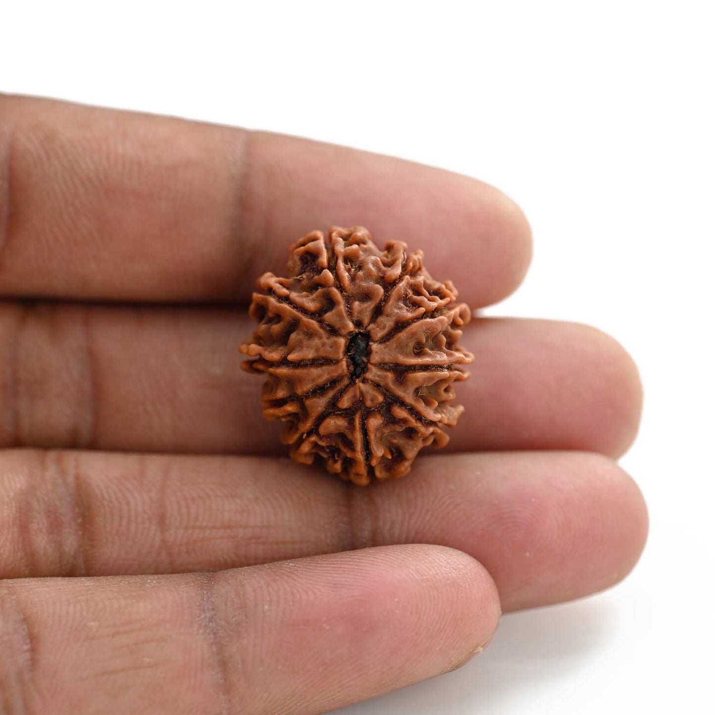 10 Mukhi Rudraksha (Nepal) 24.31 M.M.