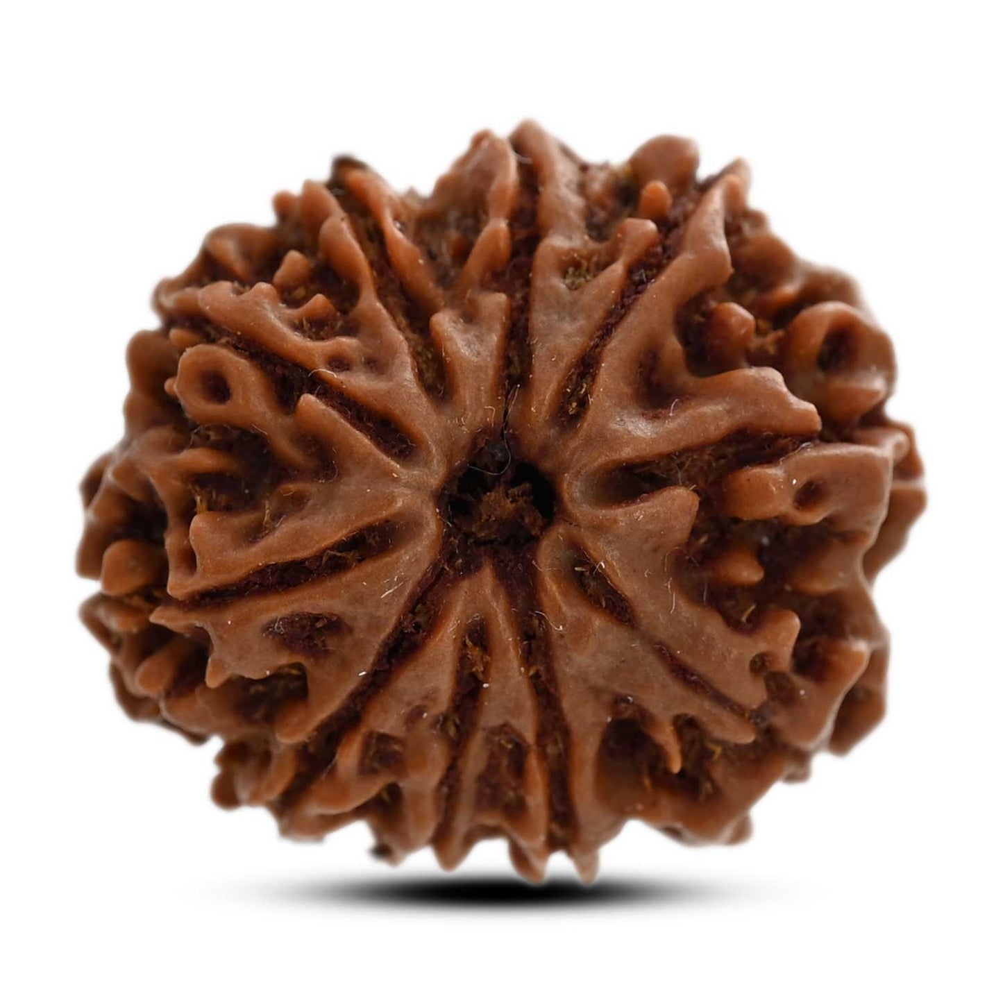 10 Mukhi Rudraksha (Nepal) 24.52 M.M.